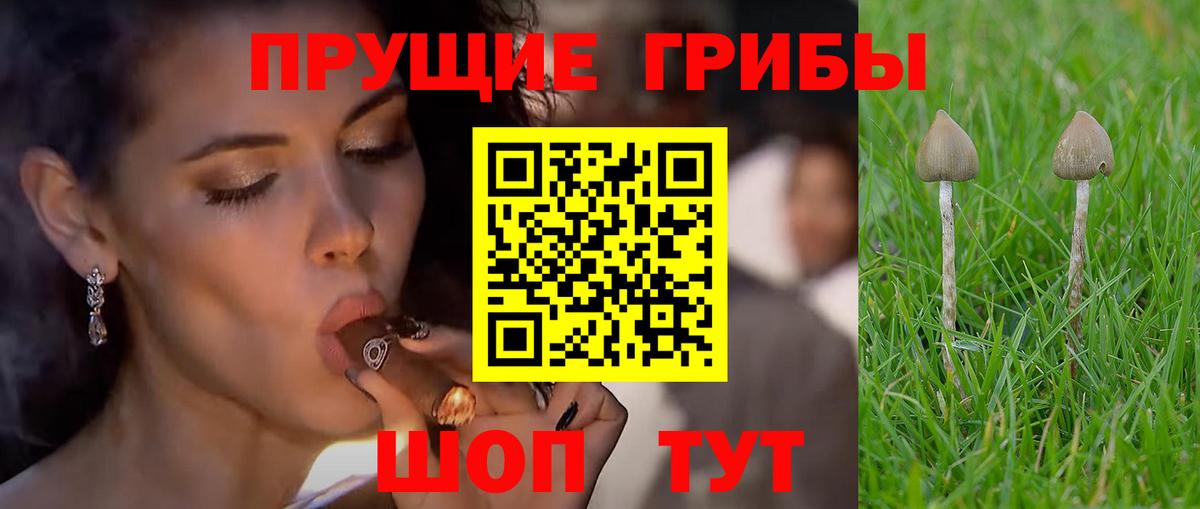 Гурьевск  как найти   Вход с VPN  Псилоцибиновые грибы прущие грибы 